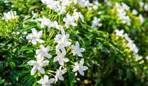 Top White Flowers To Grow At Home