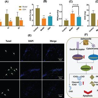 Effect Of Gsh On Oxidative Stress And Brain Cell Apoptosis A Ros