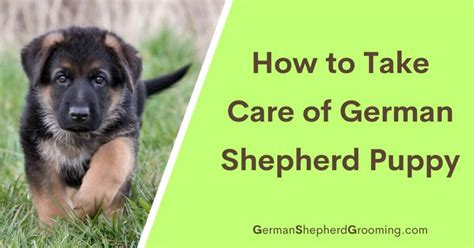 German Shepherd Puppy Care: Expert Tips for New Owners