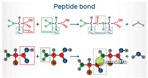 What Are Proteins Structure Properties Peptide Bond Source