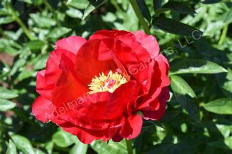 The Red Red Rose Peony | Adelman Peony Gardens