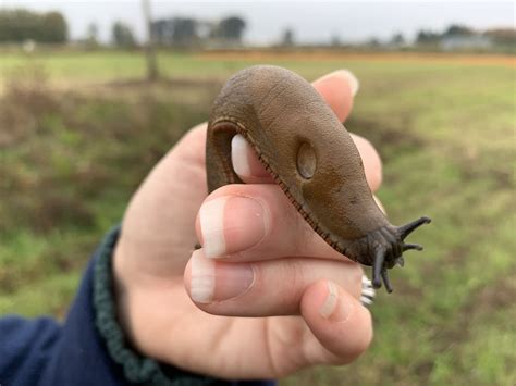 Portland OR Theyre Everywhere This Time Of Year Slugs Portland