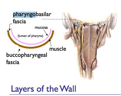 Layers Of The Pharyngeal Wall Flashcards Quizlet