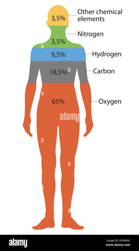 Elements Of Human Body Hi Res Stock Photography And Images Alamy