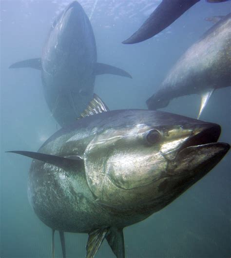 Rum Bum | pacific-bluefin-tuna-will-not-be-listed-as-endangered