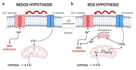 Ijms Free Full Text Impact Of Zinc On Oxidative Signaling Pathways