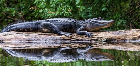 20 Awesome Alligator Activities - Teaching Expertise