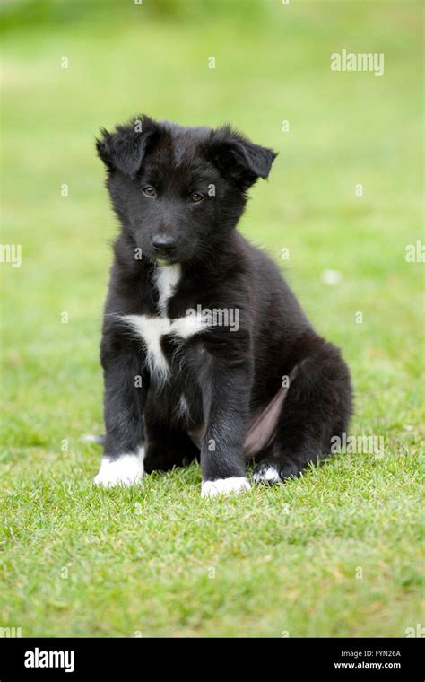 All White Border Collie Puppies