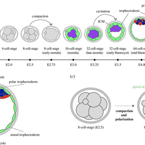 Pdf The First Cell Fate Decision Of Mouse Preimplantation Embryo