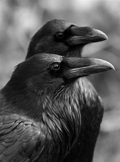 Avez Vous D J Entendu Parler De Hugin Et Munin Les Corbeaux D Odin