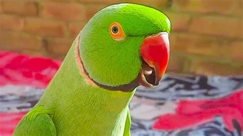 Cute Parrot Has So Beautiful Voice Ringneck On Charpai And Speaking In Urdu Hindi Funny