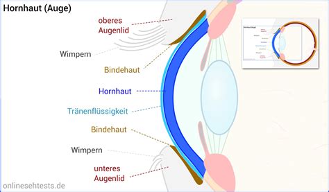 Aufbau Und Funktion Des Menschlichen Auges