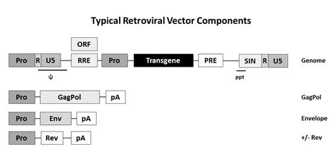 Retroviral Vectorword文档免费下载亿佰文档网