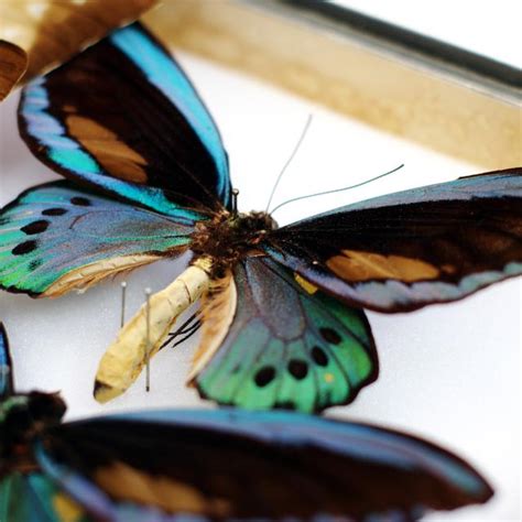 Flit Around The Butterfly Museum Hauts De France Tourism Official