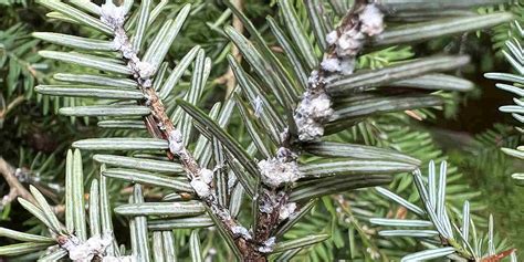 Hemlock Woolly Adelgid Signs And Treatments You Should Know