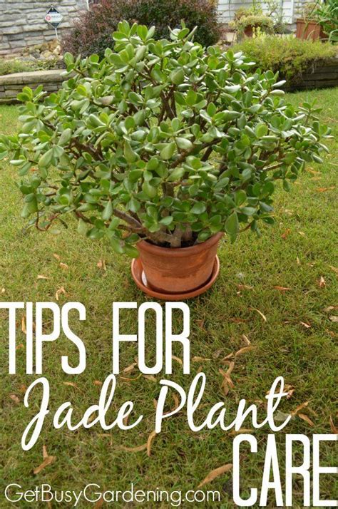 Jade Plants Are Easy To Care For Succulents And They Make Great