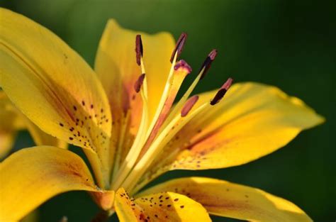 images nature blossom flower petal rose botany yellow