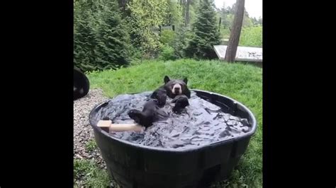 Барибал (черный медведь) По сравнению с другими видами медведей ...