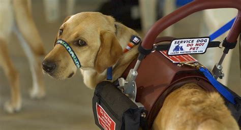 This Handsome Boy Is Hector And Hes A Cardiac Alert Service Dog Cute