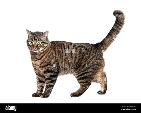 Side View Of A Tabby Crossbreed Cat Standing Isolated On White Stock