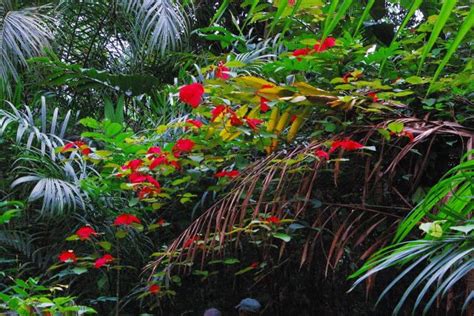 Lambarene Jungle Flower With Images Jungle Flowers Tropical Garden