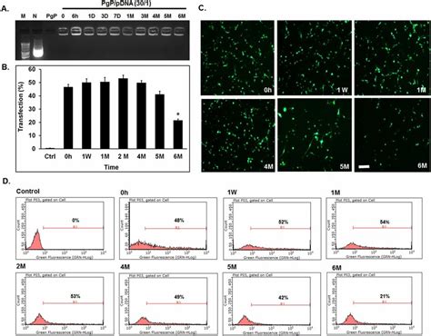 Long Term Stability Of Pgp Pdna Polyplexes N P Ratio Of G