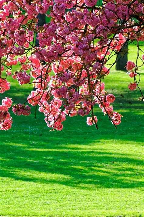 Wallpaper Pink Flowers Tree Green Grass X Picture Image