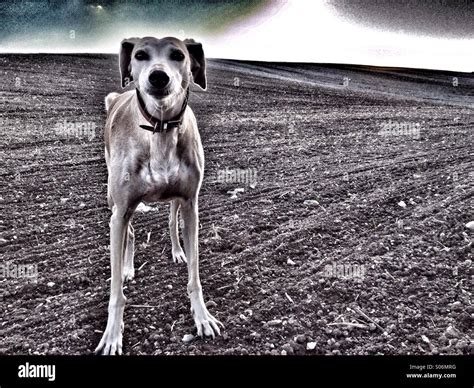 Dog In Field Staring Into Camera Stock Photo Alamy