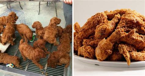 16 Adorable Dogs Who You Might Mistake For Other Things Fried