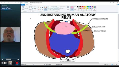 Understanding Human Anatomy Pelvic Cavity Part 6 Male Pelvic Viscera Youtube