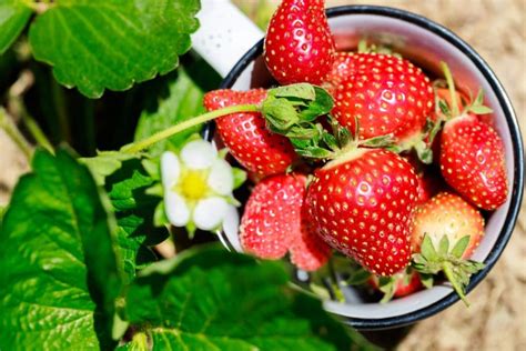 Plantes fruits et légumes les incontournables à planter au mois de juin