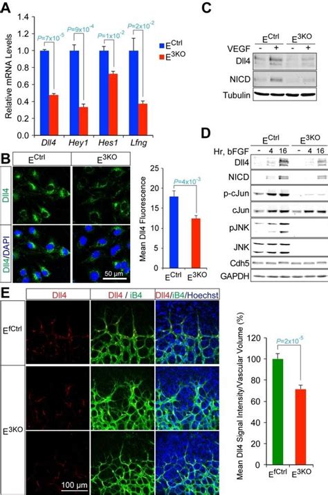 Cd Ve Cadherin Antibody Biotin