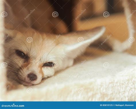 Fennec Fox Waking Up In Fluffy Pet House Stock Image Image Of Hair