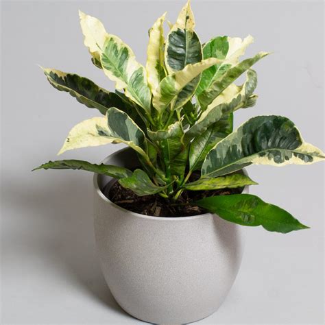 Croton Tamara Cm Pot Opperman Plants Ltd