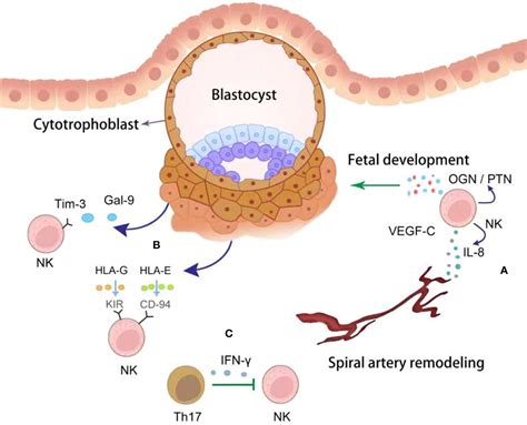 Frontiers Fetal Maternal Interactions During Pregnancy A Three In