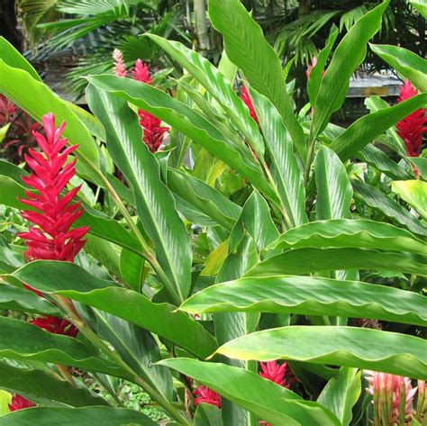 Red Ginger Seeds (Alpinia purpurata) – Frozen Seed Capsules™