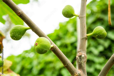 Ficus carica - Common fig, green tree, nature background Stock Photo | Adobe Stock