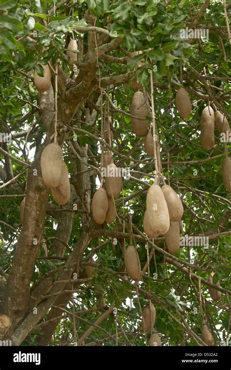 Cluster of huge seed pods of Koelreuteria paniculata - sausage tree - and foliage of this ...