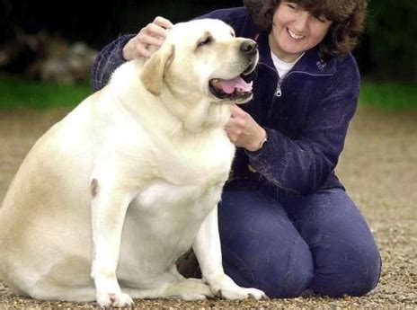 El Impacto De La Obesidad En Las Mascotas Consejos De Un Veterinario