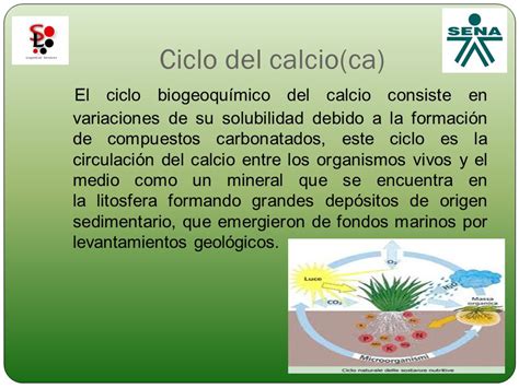 Fundamentos De La Ciencia Importancia De La Vida En Los Ciclos Del