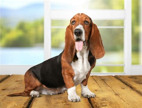 Basset Hound Pros Cons What To Know Before You Get One Hepper