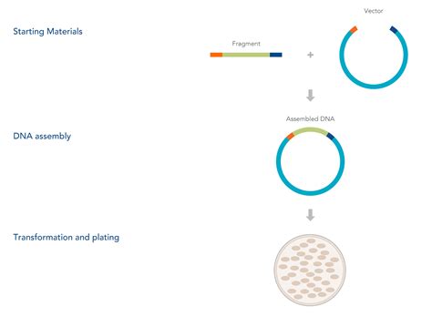 DNA cloning with synthetic DNA fragments | IDT