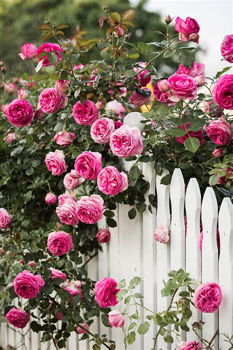 White Picket Fence Roses By Stocksy Contributor Maite Pons Stocksy