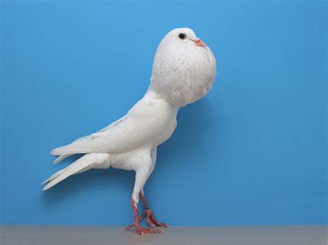 Type of pigeons | Animals Super Store