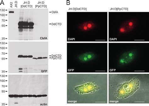 Expression Of CbfA CTD In JH D Cells A Western Blot Assays