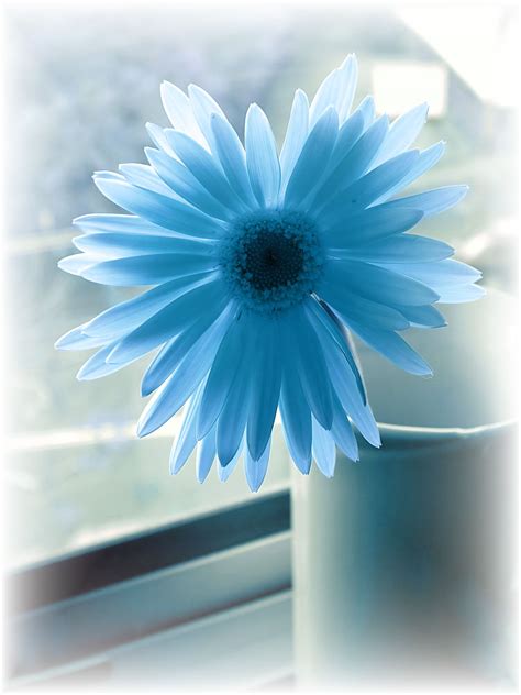 Blue Flowers With Quotes Quotesgram Blue Flowers Flowers Inspiration