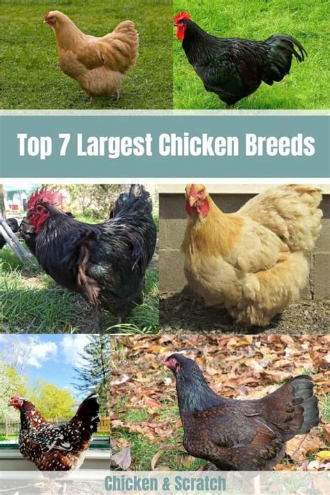 Top 7 Largest Chicken Breeds Also Laying Largest Eggs