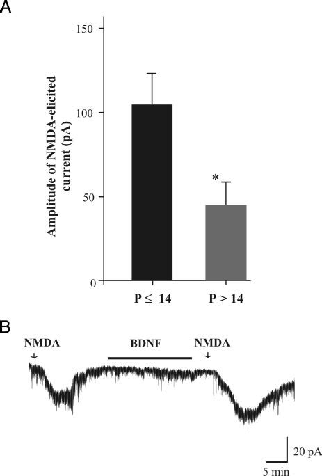 Nmda Induced Inward Current Is Reduced In Older Sg Neurons A