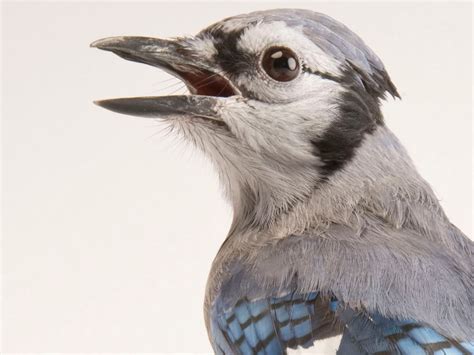 A fascinating look at the life of john jay online 15