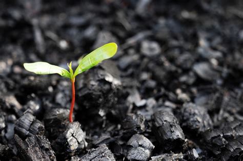 Mercado De Carbono Como Funciona E Qual A Sua Importância Educação